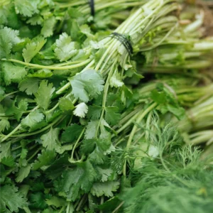 CILANTRO